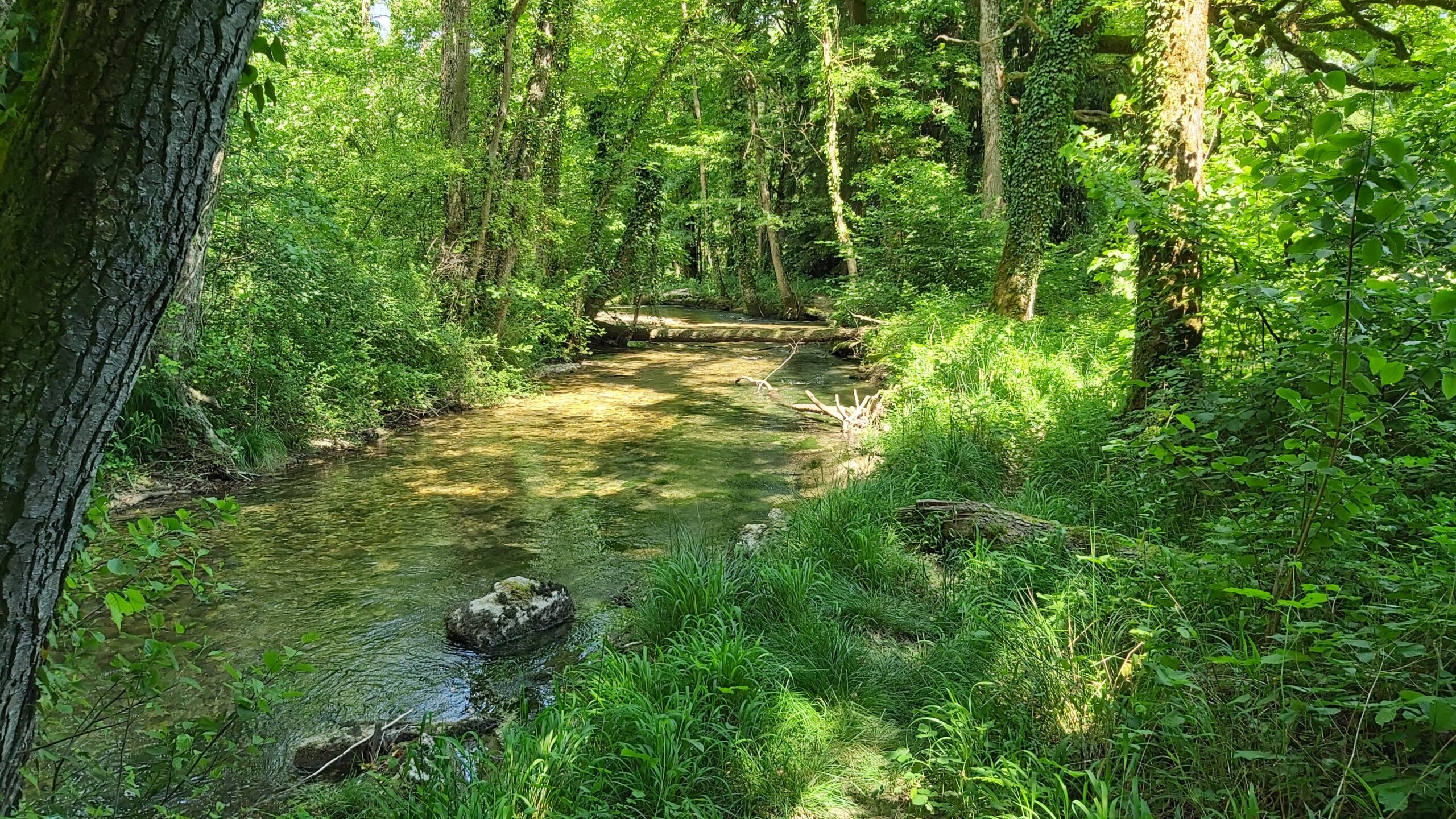 Les milieux et la biodiversité